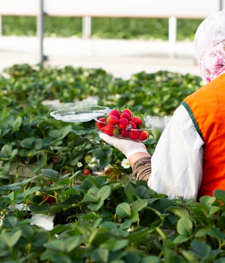 Ayasoyfa Kadın Kooperatifi